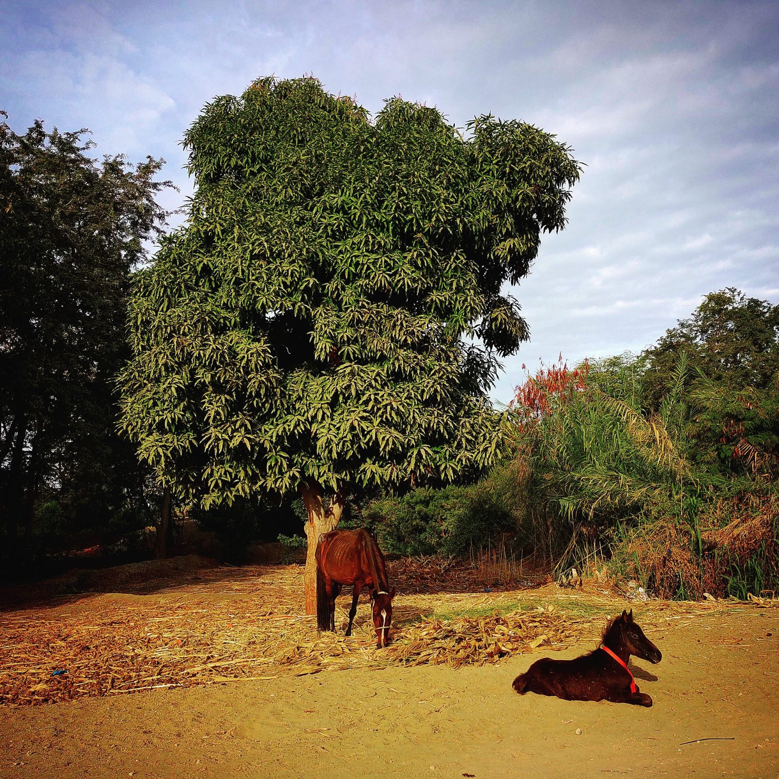 Postales de nuestra esencia