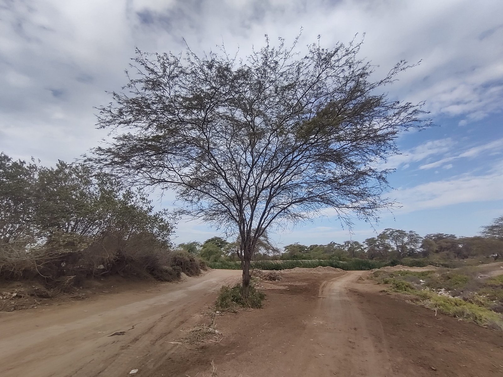 algarrobo y dos caminos en Catacaos
