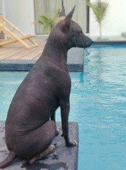 perro viringo peruano