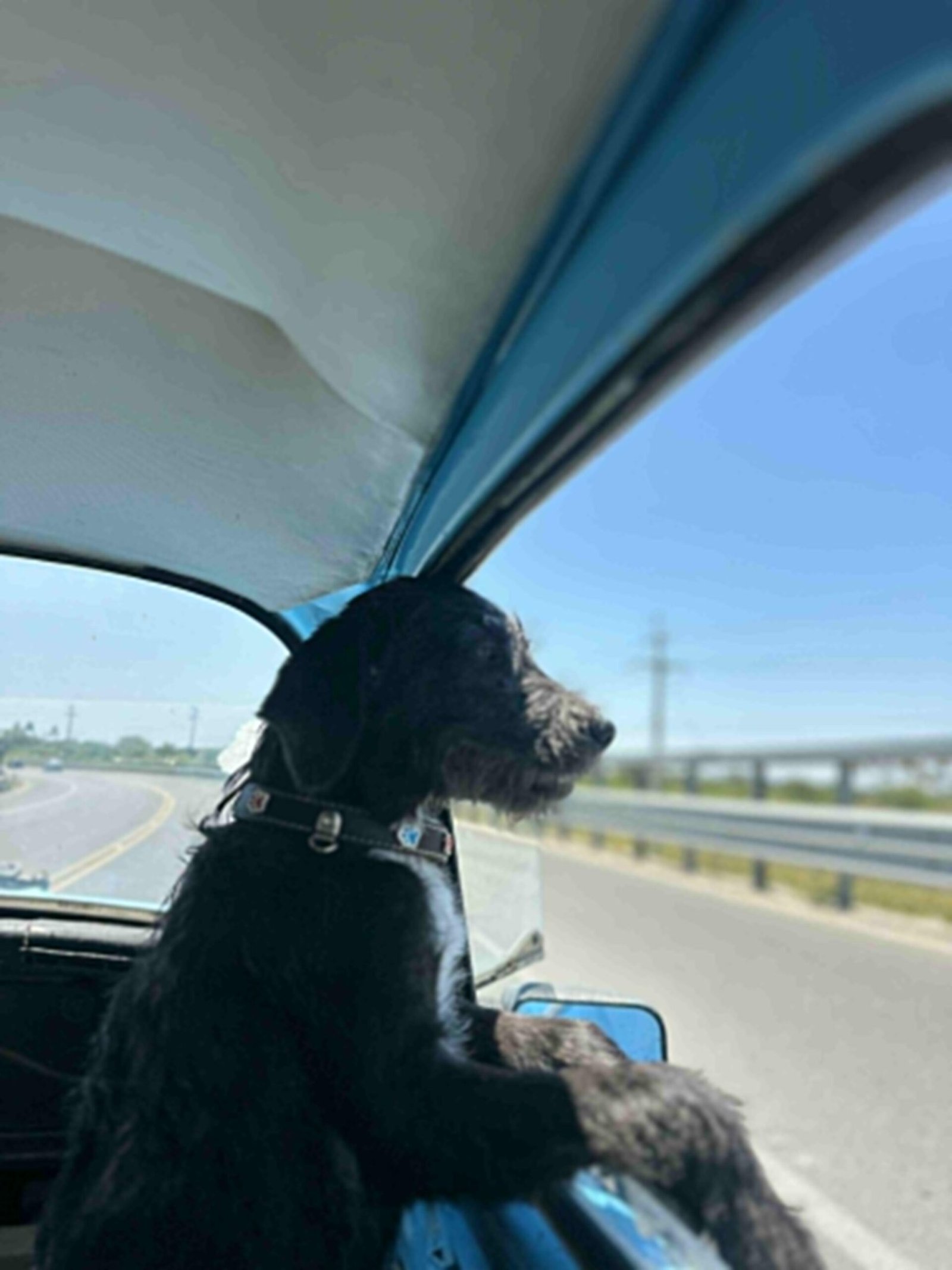 La Felicidad es Simple: Un Domingo de Campo, Perros y Libertad
