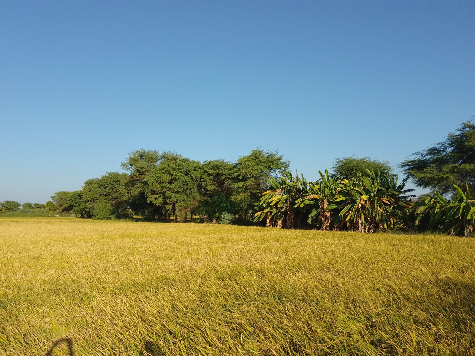 Simbila, alfareria